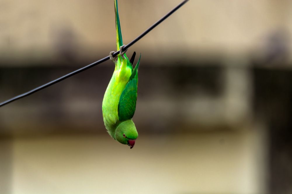 Photograph by Sanjay Anand Mishra