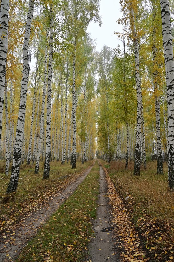 Пора листопада