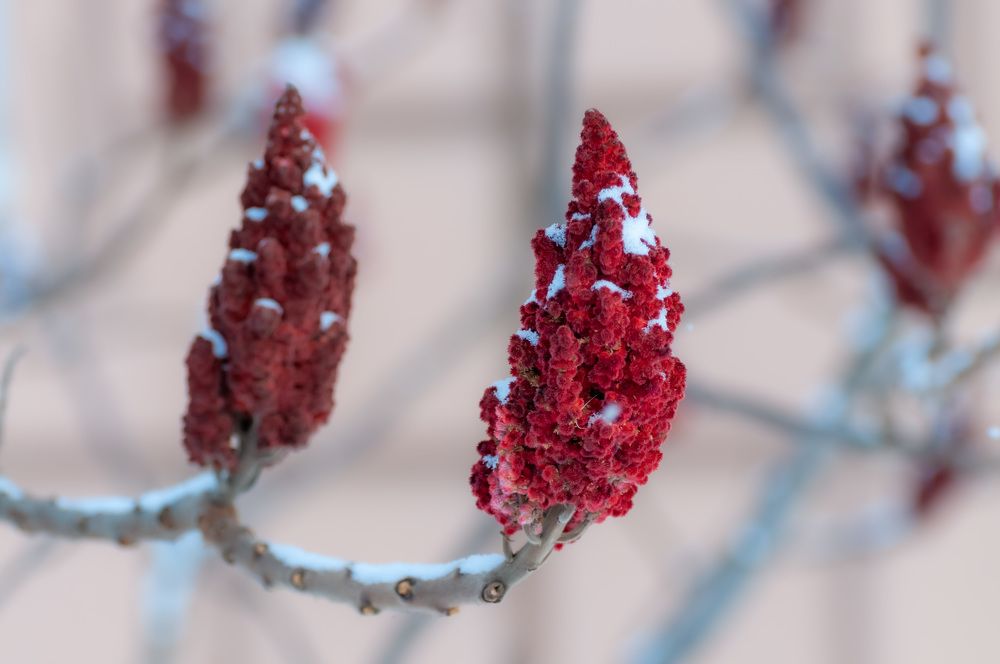 Зимний сумах