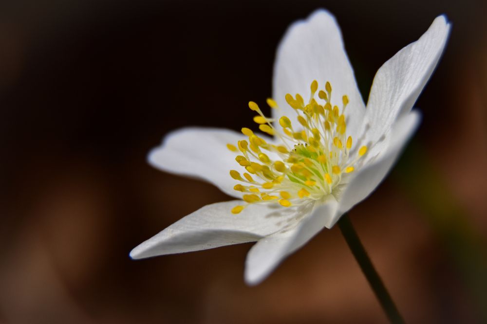 Photograph by Karolina Navodnik