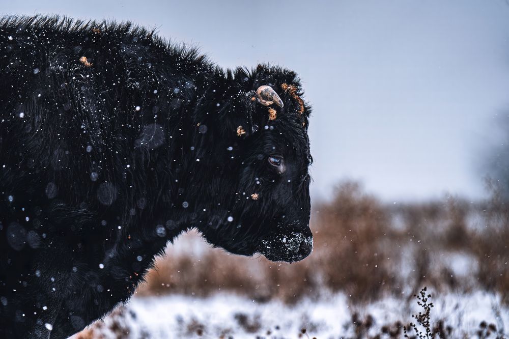 Фотография автора Pavel Reshetov