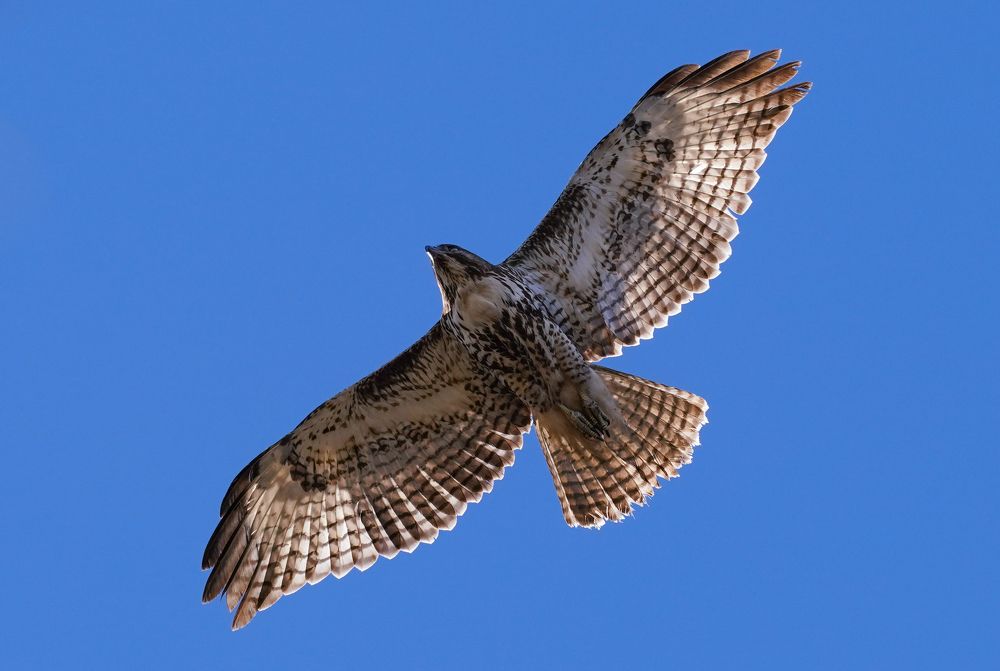 Red Tailed Hawk in Flight