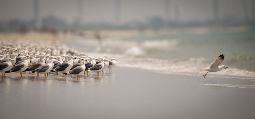 Photograph by Deepal buddika