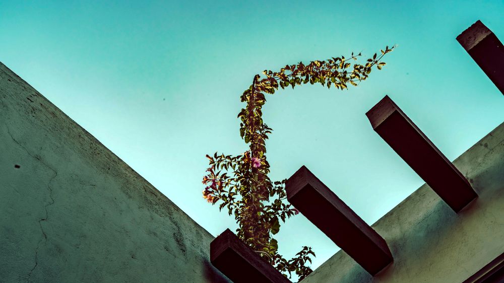 Life is where nobody interpose with