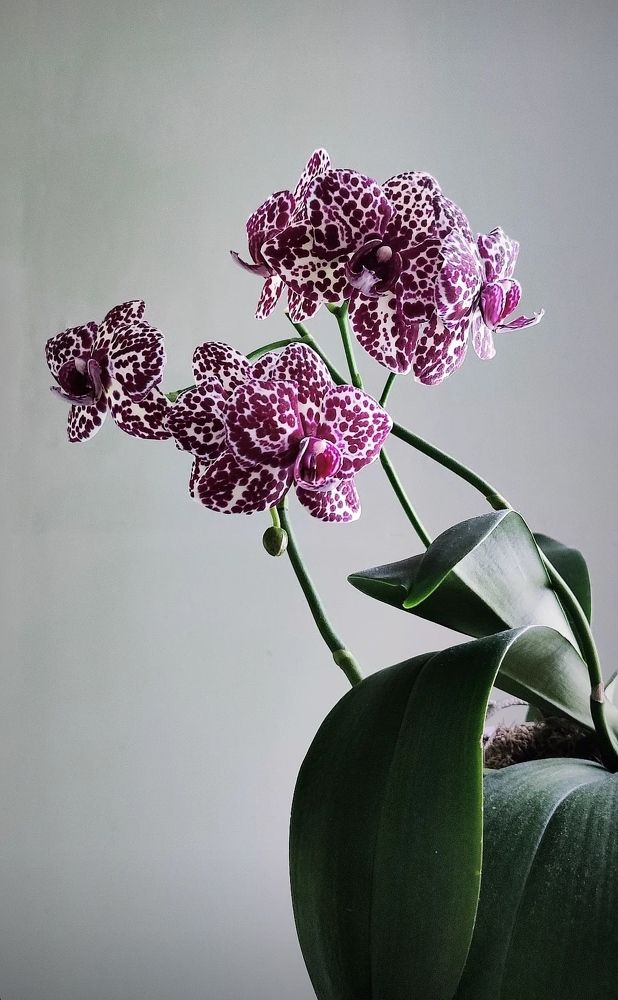 Photograph by Svetlana Stenkina