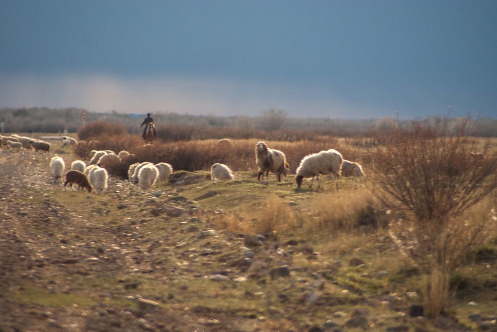 Photo #7330396