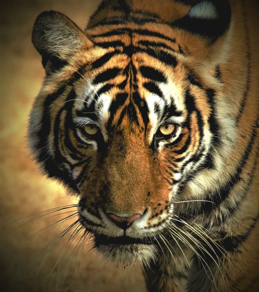 Photograph by Nikhil Joshi