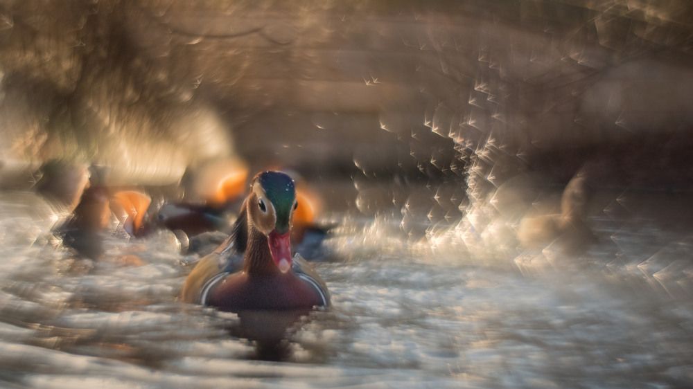 Photograph by Urszula Frydrych