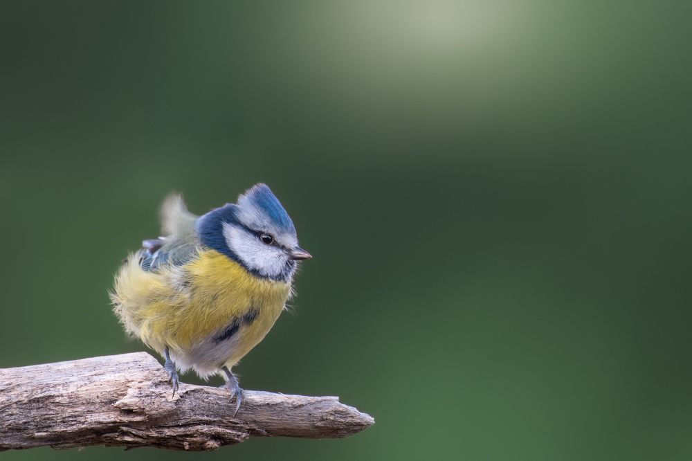 Photograph by Nereo Crnić