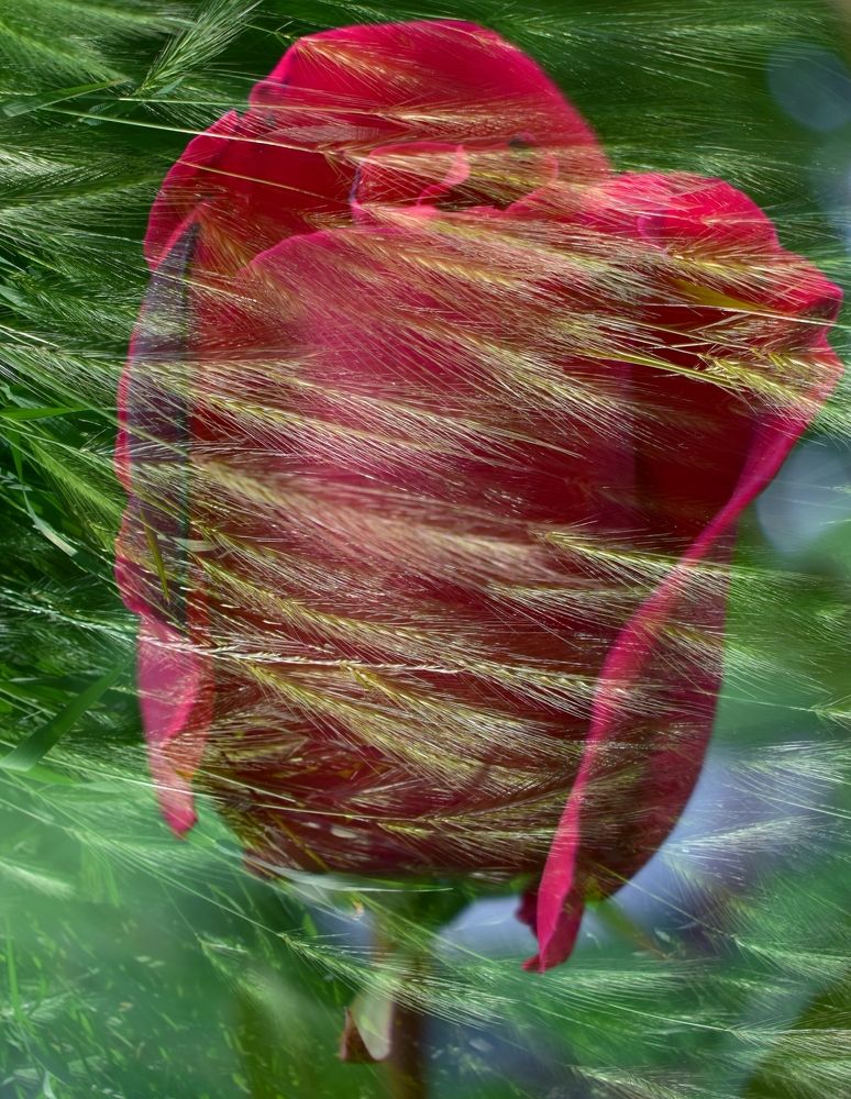 Обичам те!!!