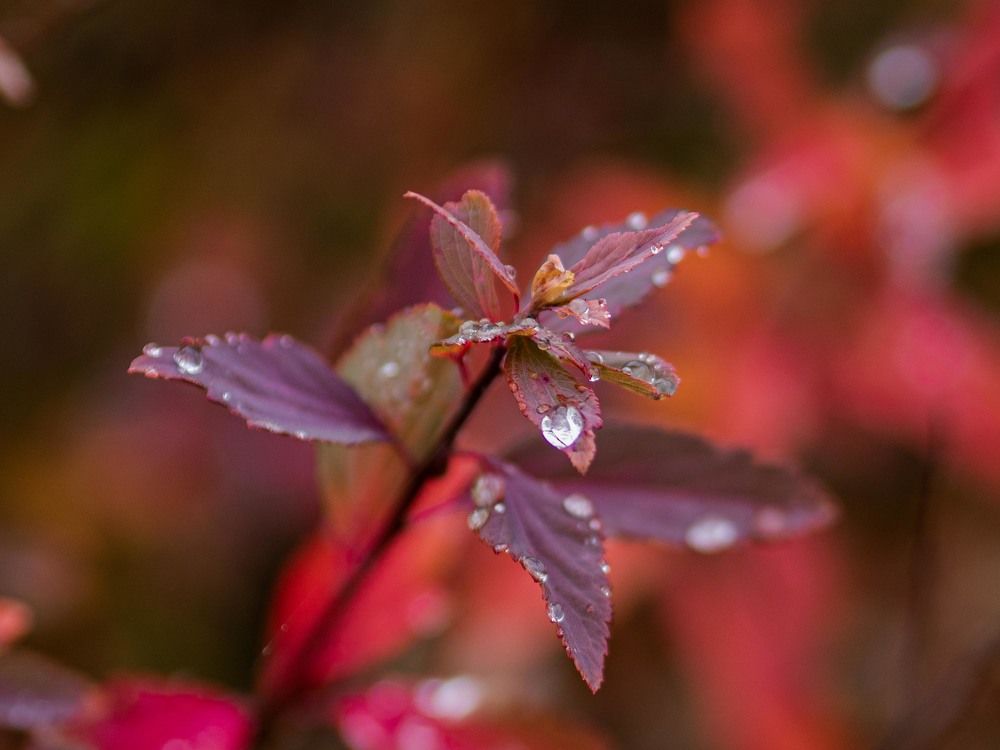 Photograph by mikhail goryachev