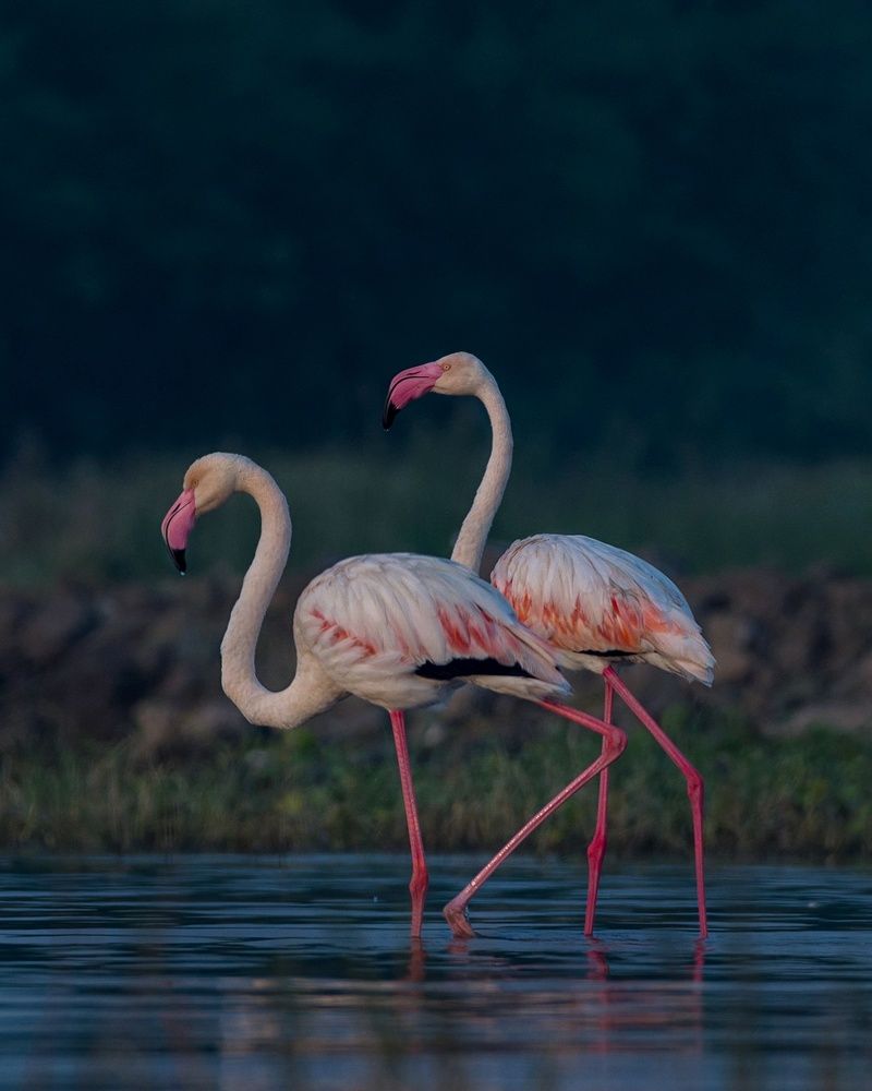 Admirable flamingo pair ??