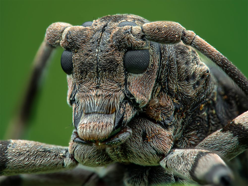 The Warrior and The Tiny Followers