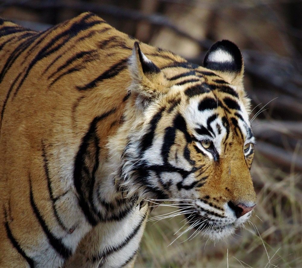 Photograph by Nikhil Joshi