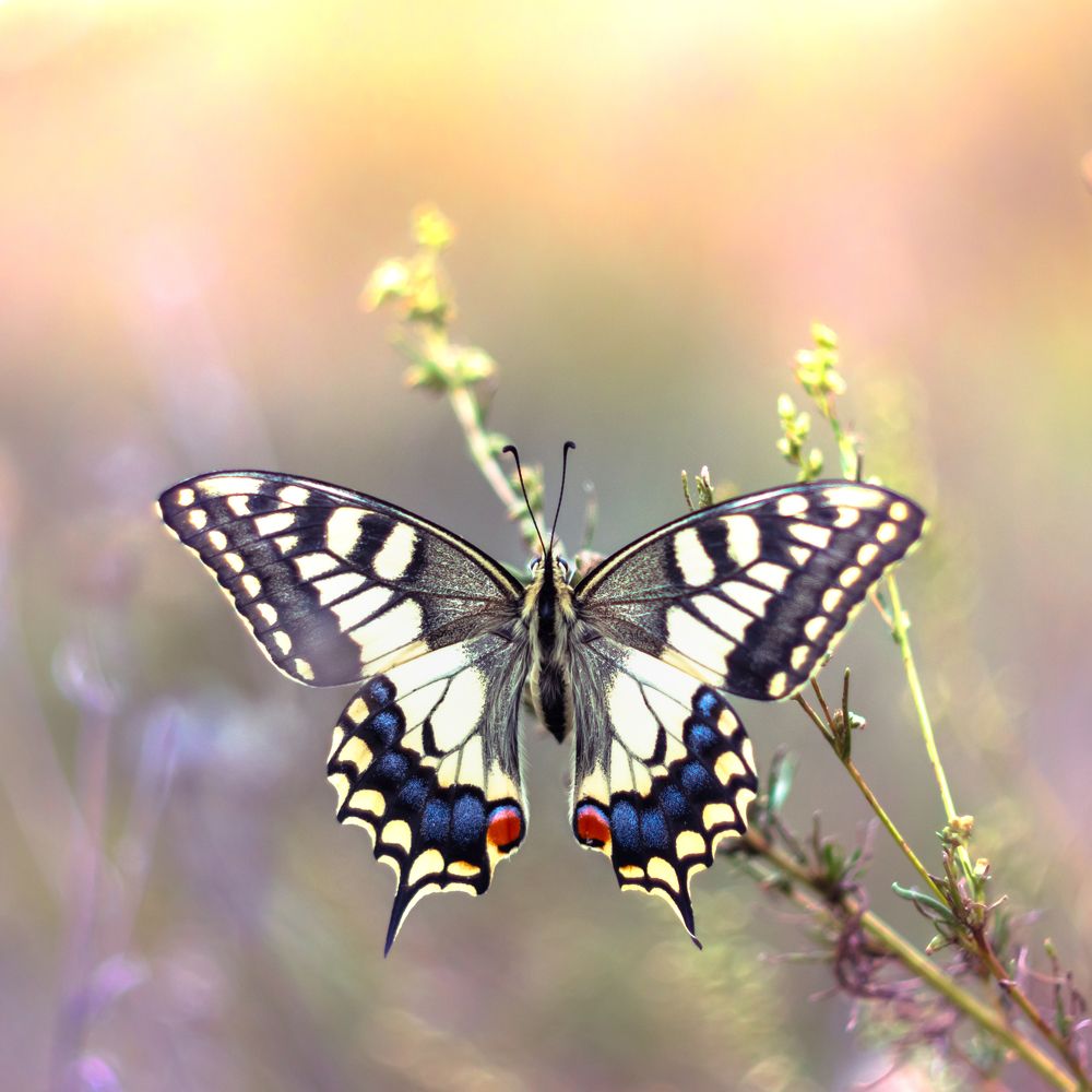 Photograph by Кобец Дмитрий