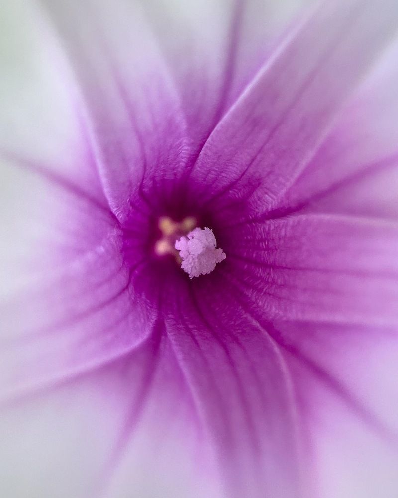 Photograph by Ramya Balkur