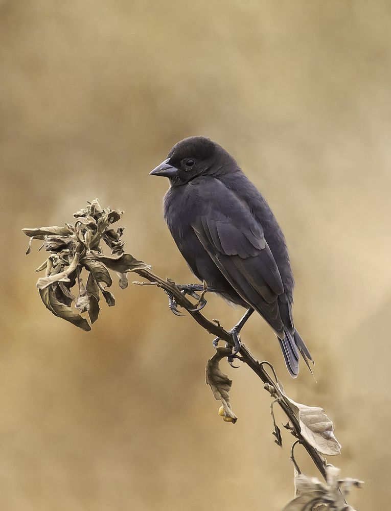 Photograph by Paulo Guerra