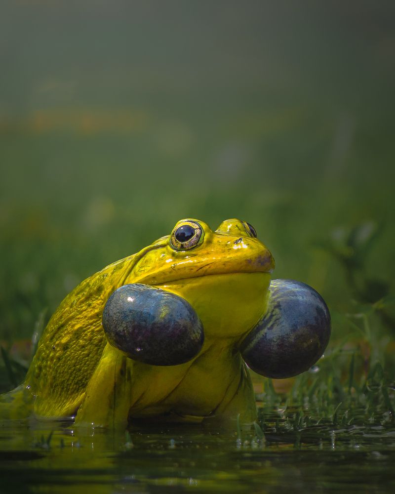 Фотография автора Mainak Halder