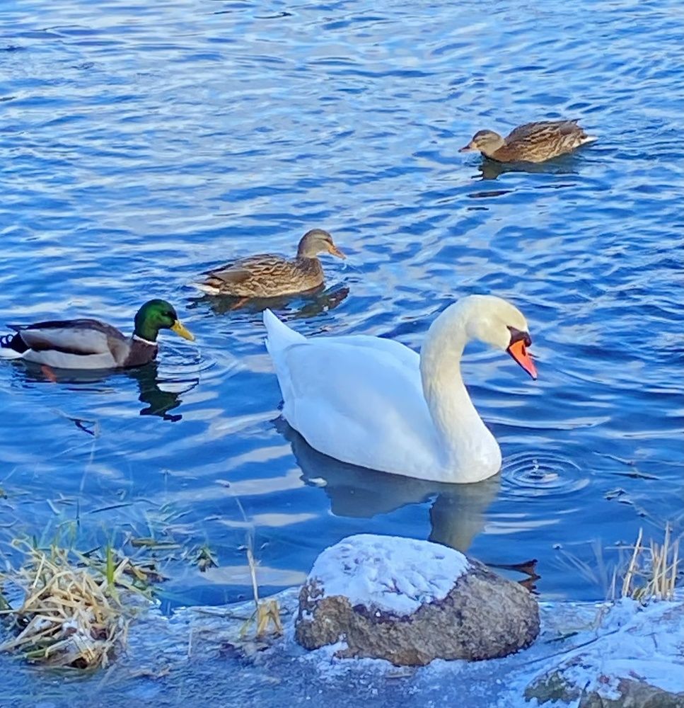 Photograph by Светлана Станевич