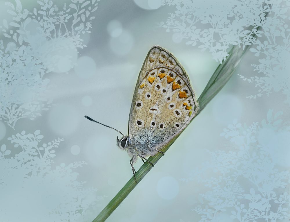 Photograph by Алена Полетаева