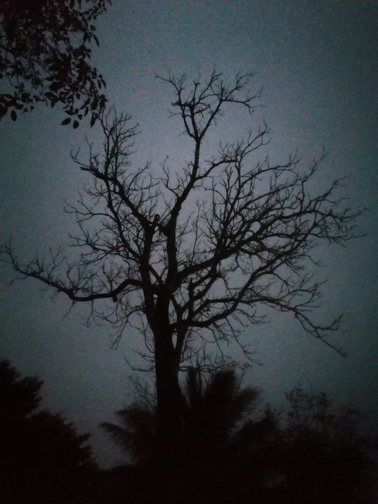 Photo #7331127