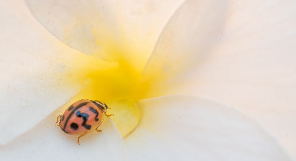 Photograph by Ramya Roy