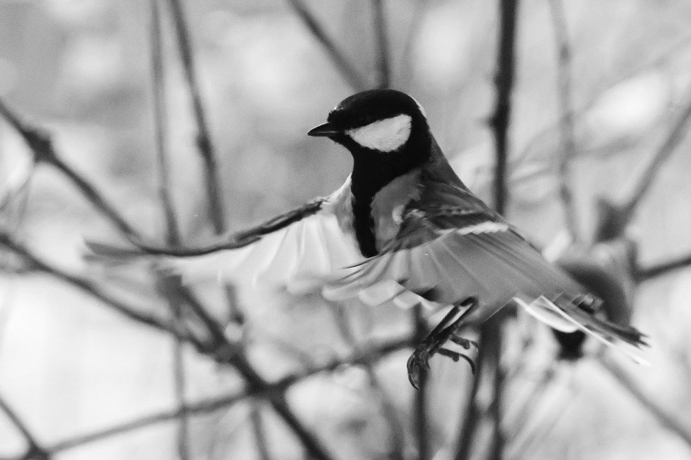 Photograph by Gilgalen