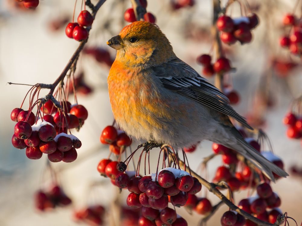 Photograph by Алексей Литвинов
