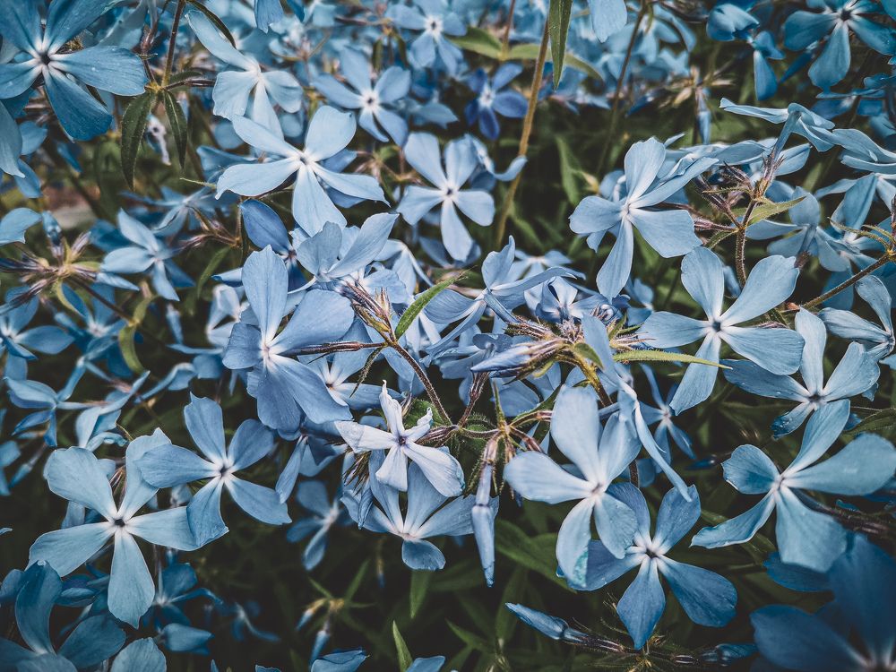 Photograph by Ольга