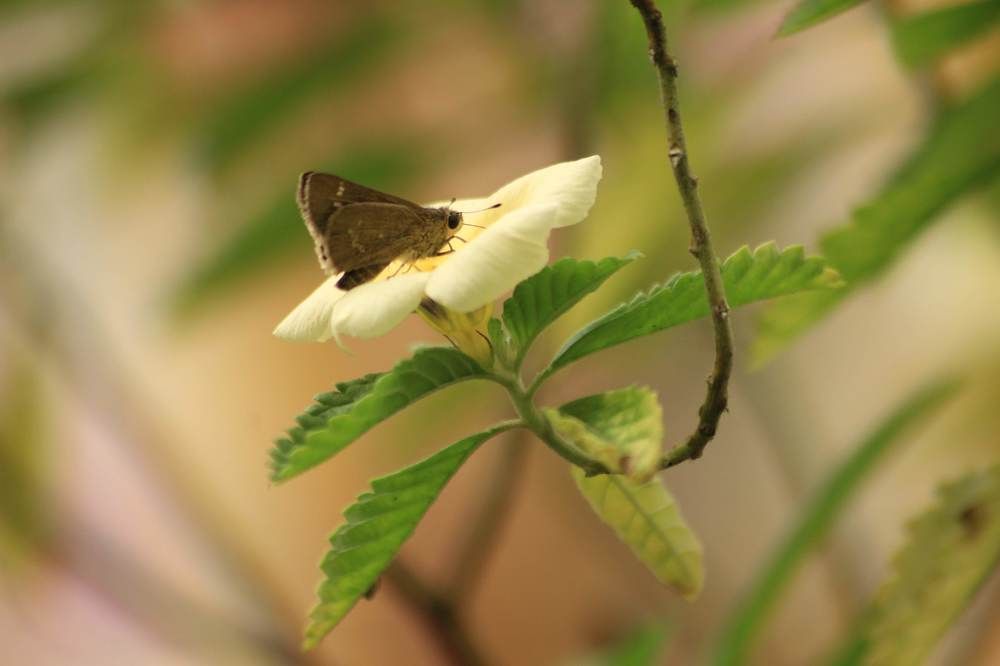 Photograph by Arindam Khatua