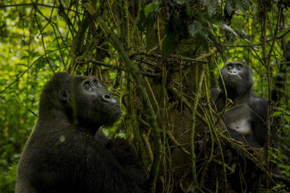 Photograph by Carin Siwa