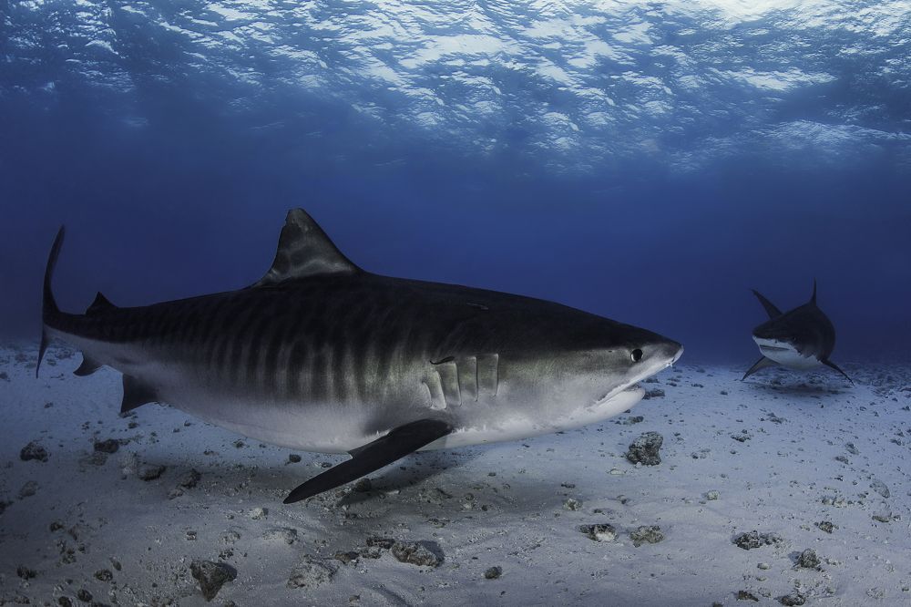 Photograph by Владимир Иваненко