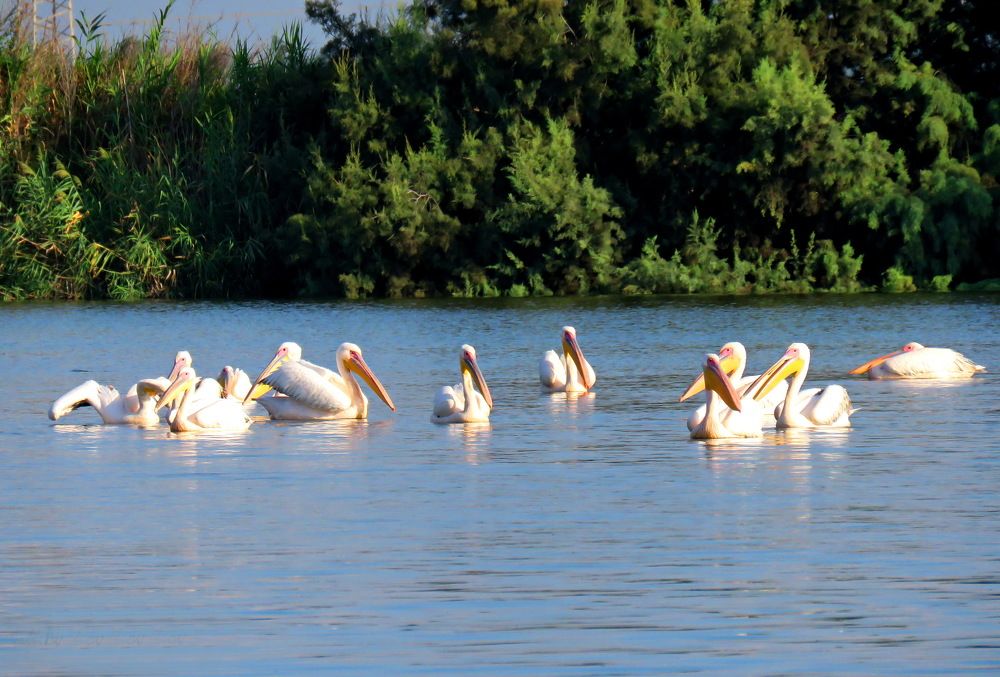 Photograph by Николай Волков