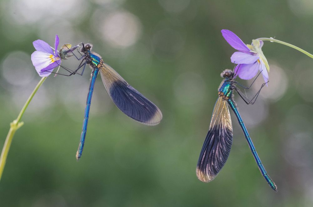 Photograph by Tomas Ivašauskas