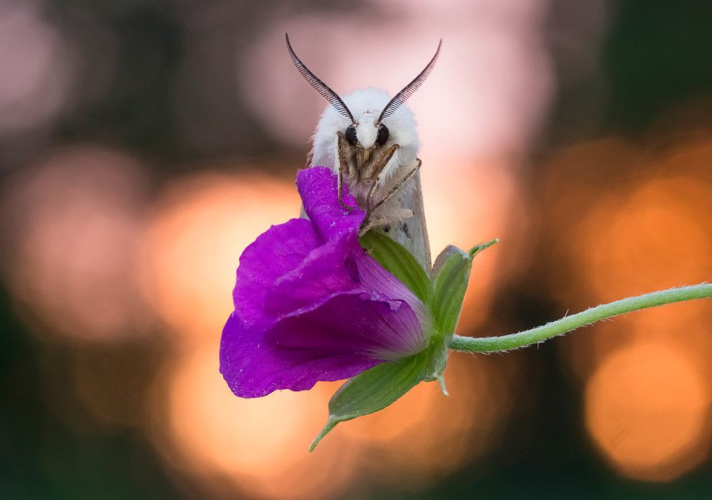 Photograph by Tomas Ivašauskas