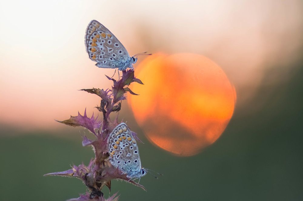 Photograph by Tomas Ivašauskas