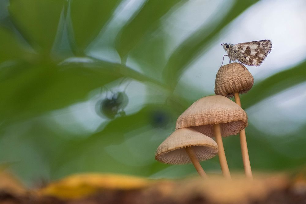 Photograph by Tomas Ivašauskas