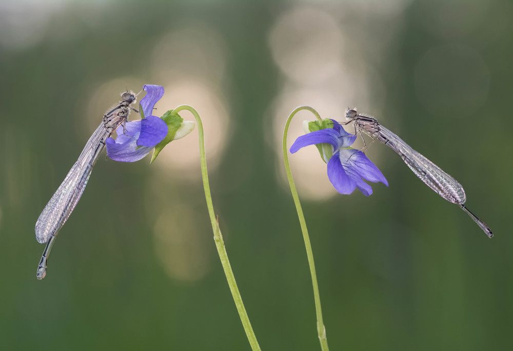 Photograph by Tomas Ivašauskas