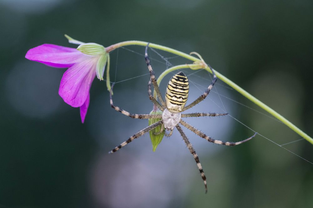 Photograph by Tomas Ivašauskas