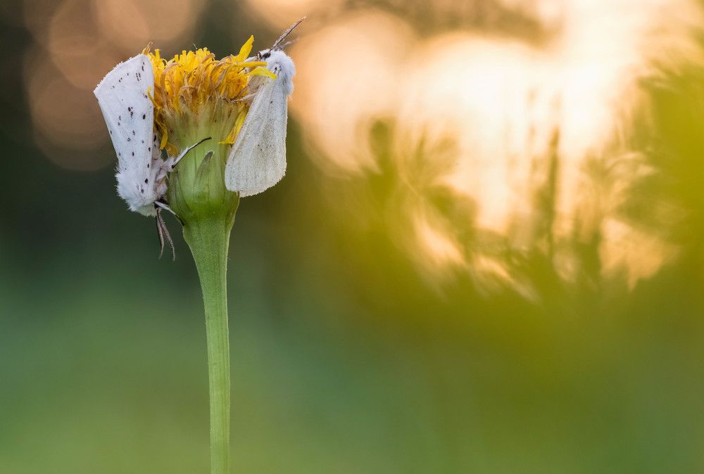 Photograph by Tomas Ivašauskas
