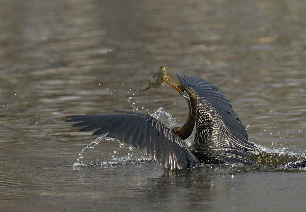 Darter with fish