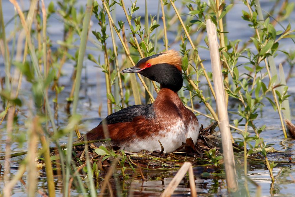 Photograph by Алексей Прокопенков