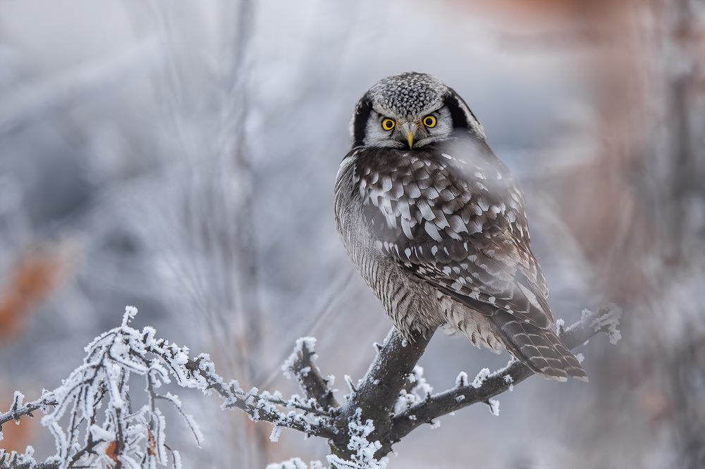 Photograph by Dariusz Dryl