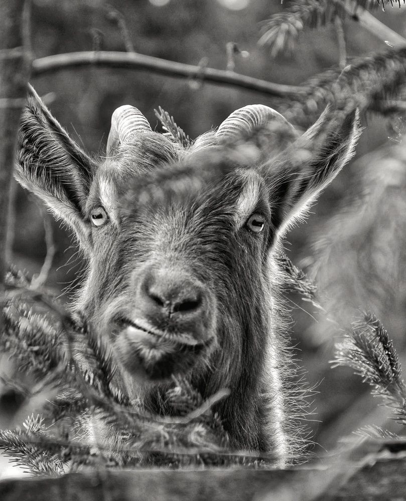 Photograph by Ольга Кудина