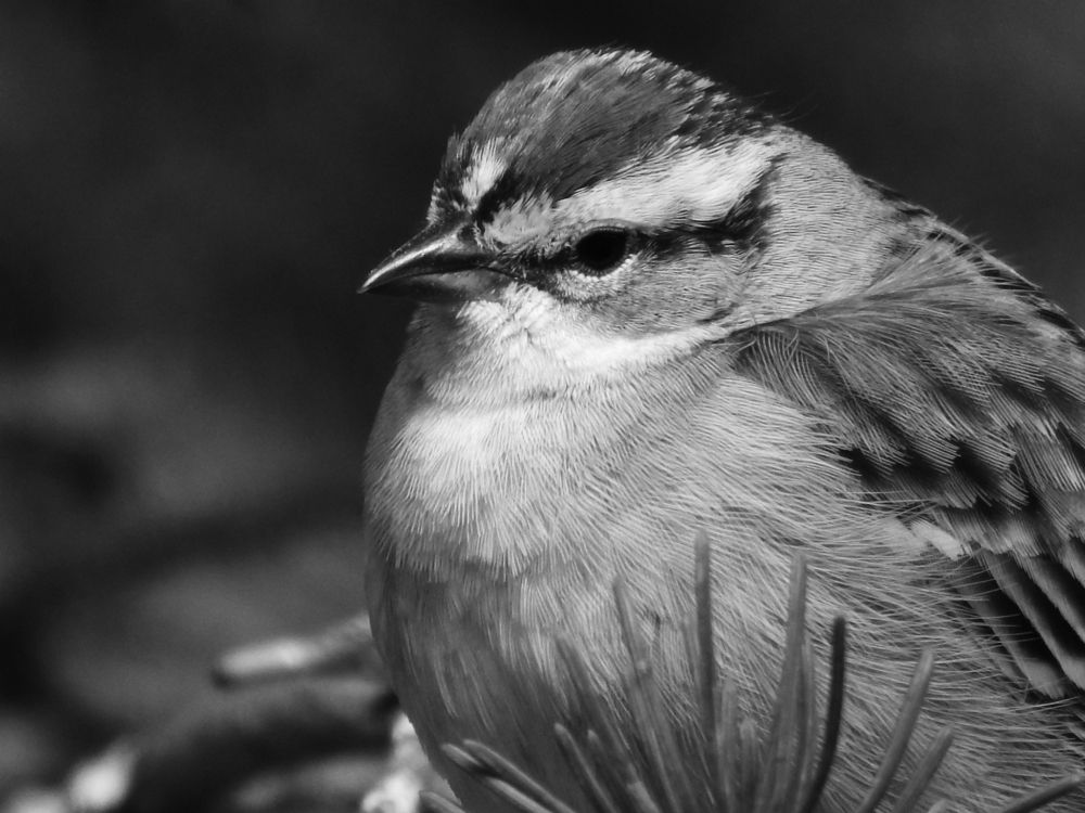 Photograph by Josée Beauchemin