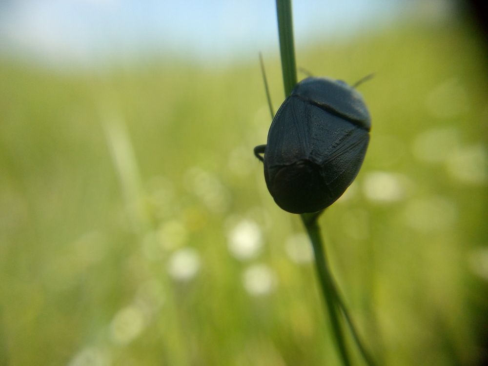 Photo #7332341