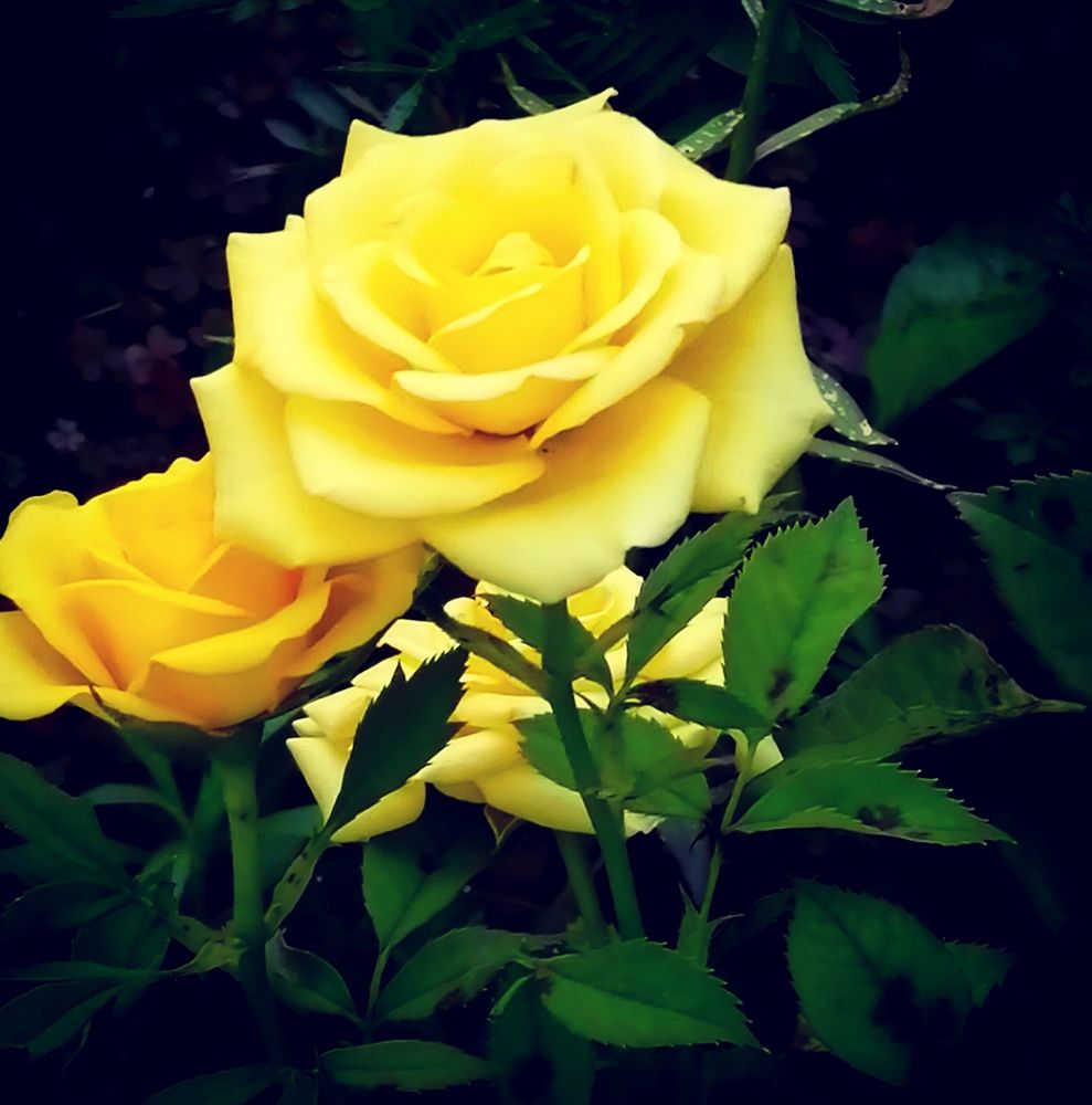 Photograph by Vesna Petkoska