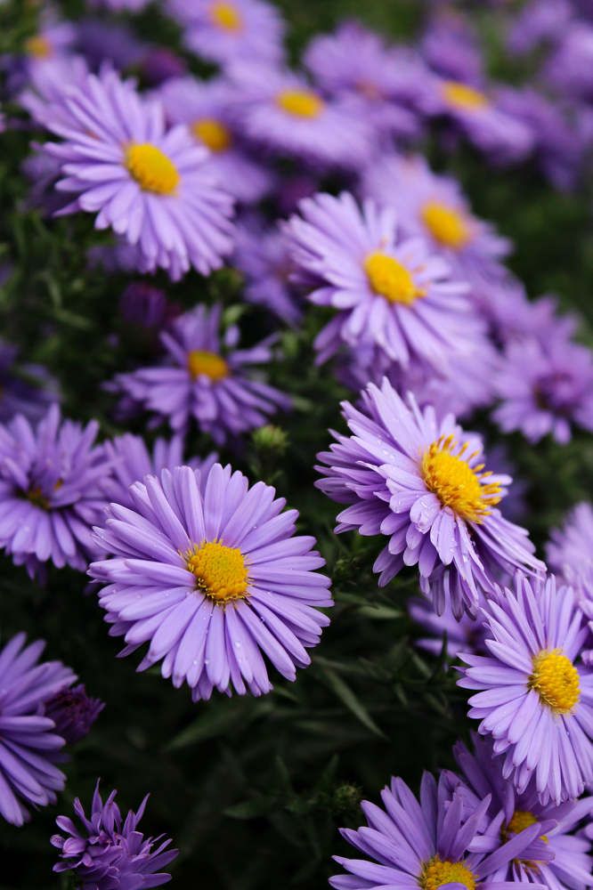 Photograph by Ольга Антанавичене