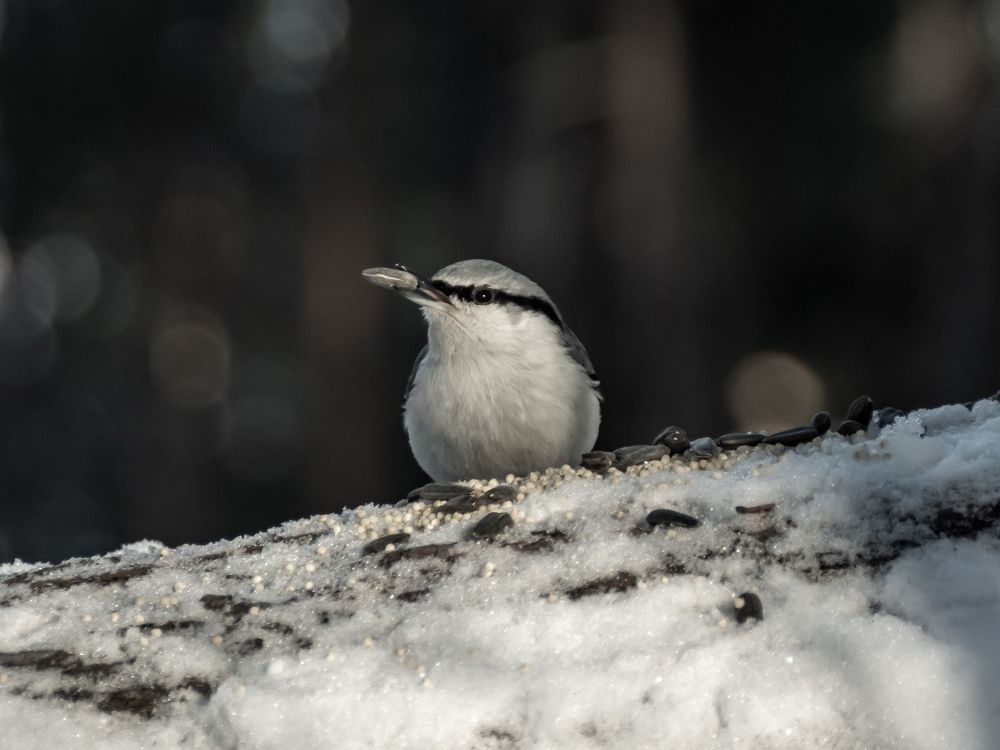 Фотография автора Александр Кадышев