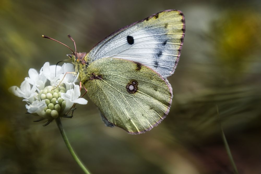 Photograph by sergii